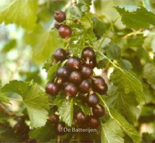 Ribes ‘Josta’