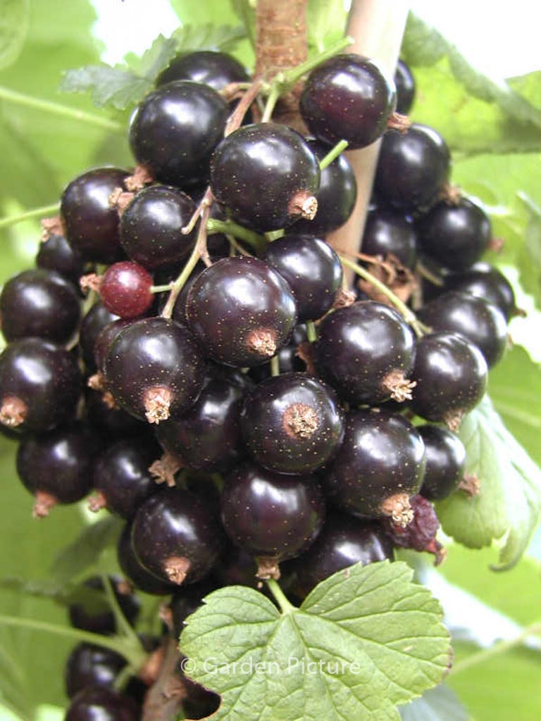 Ribes nigrum ‘Ben Connan’