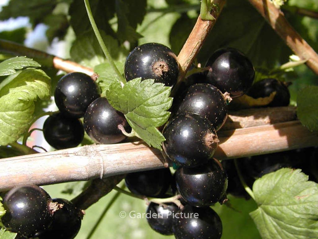 Ribes nigrum ‘Ben Lomond’