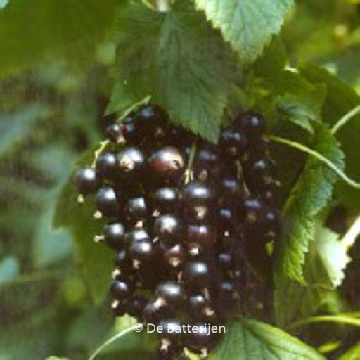 Ribes nigrum ‘Black Reward’