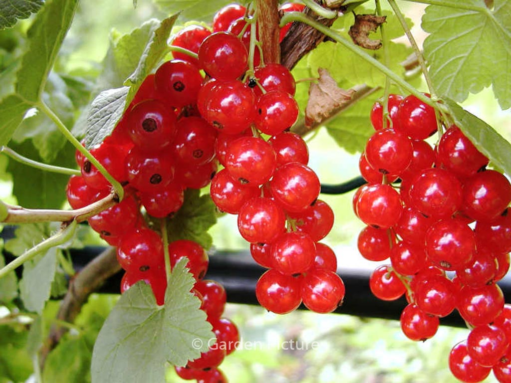 Ribes rubrum ‘Jonkheer van Tets’