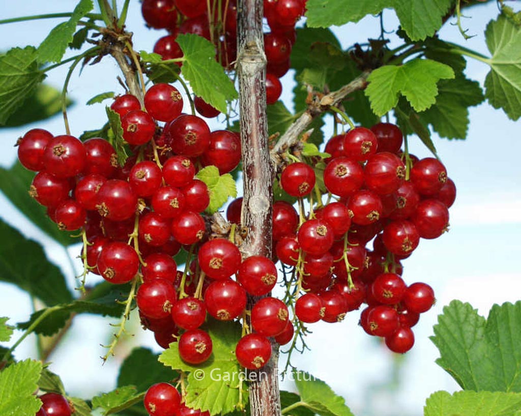 Ribes rubrum ‘Rolan’