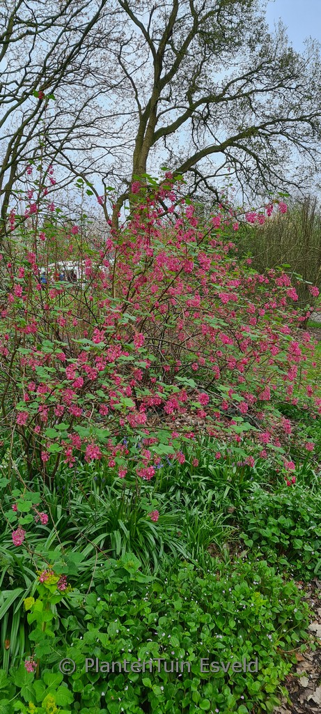 Ribes sanguineum ‘King Edward VII’