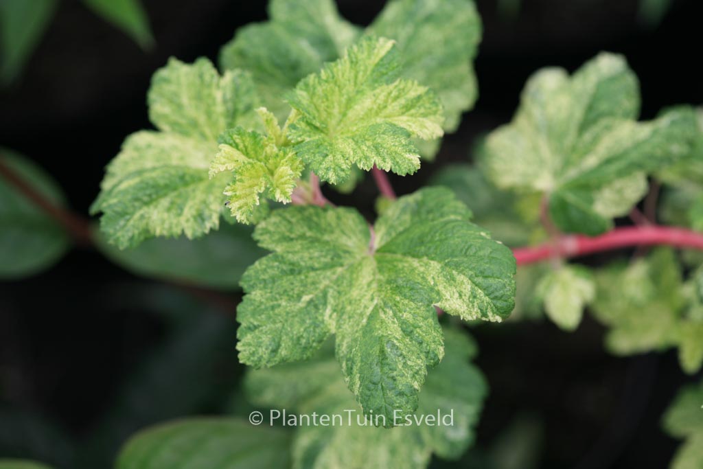 Ribes sanguineum ‘Pulborough Scarlet Variegata’