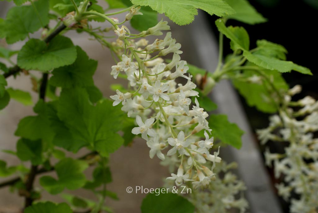 Ribes sanguineum ‘White Icicle’