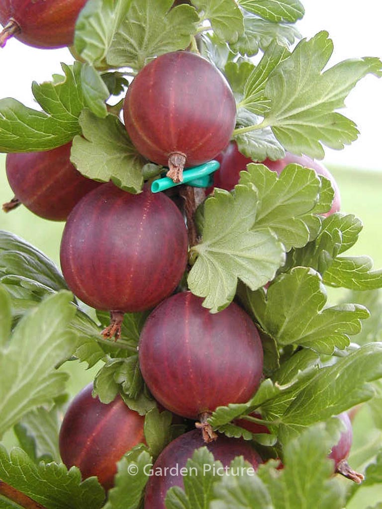 Ribes uva-crispa ‘Capivator’