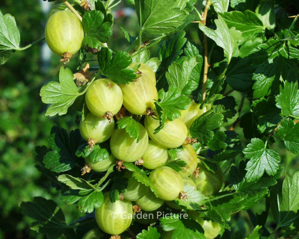 Ribes uva-crispa ‘Hinnonmaen Keltainen’ (HINNONMAEKI GUL)