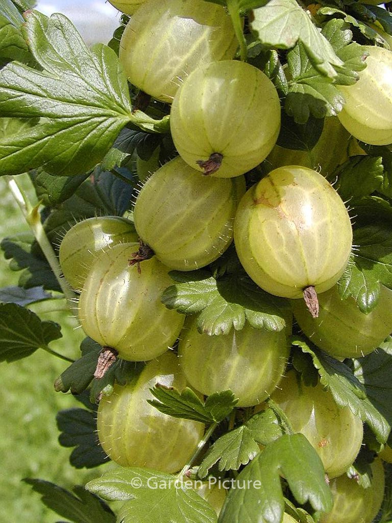 Ribes uva-crispa ‘Invicta’