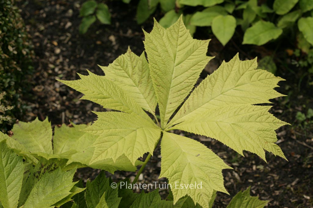 Rodgersia ‘Die Anmutige’