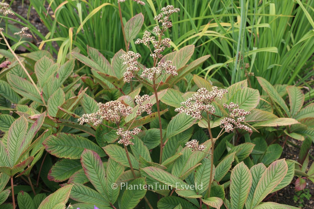 Rodgersia ‘Joop Ploeger’