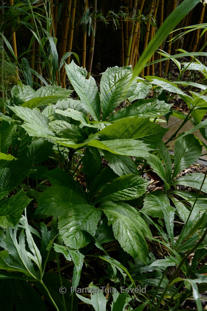 Rodgersia ‘Spitzentaenzerin’