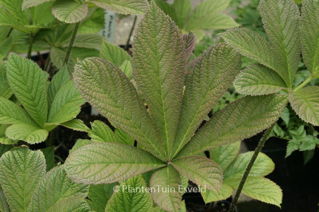 Rodgersia pinnata ‘Maurice Mason’