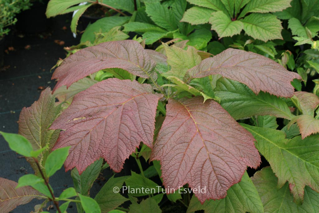 Rodgersia podophylla ‘Rotlaub’