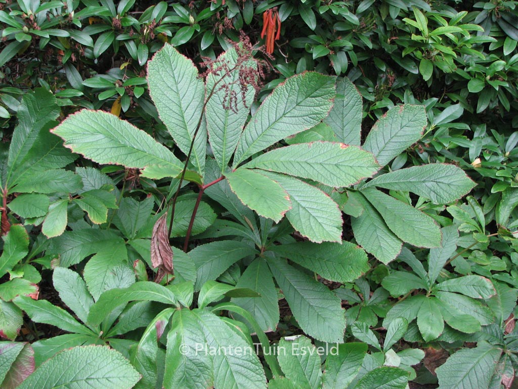 Rodgersia purdomii