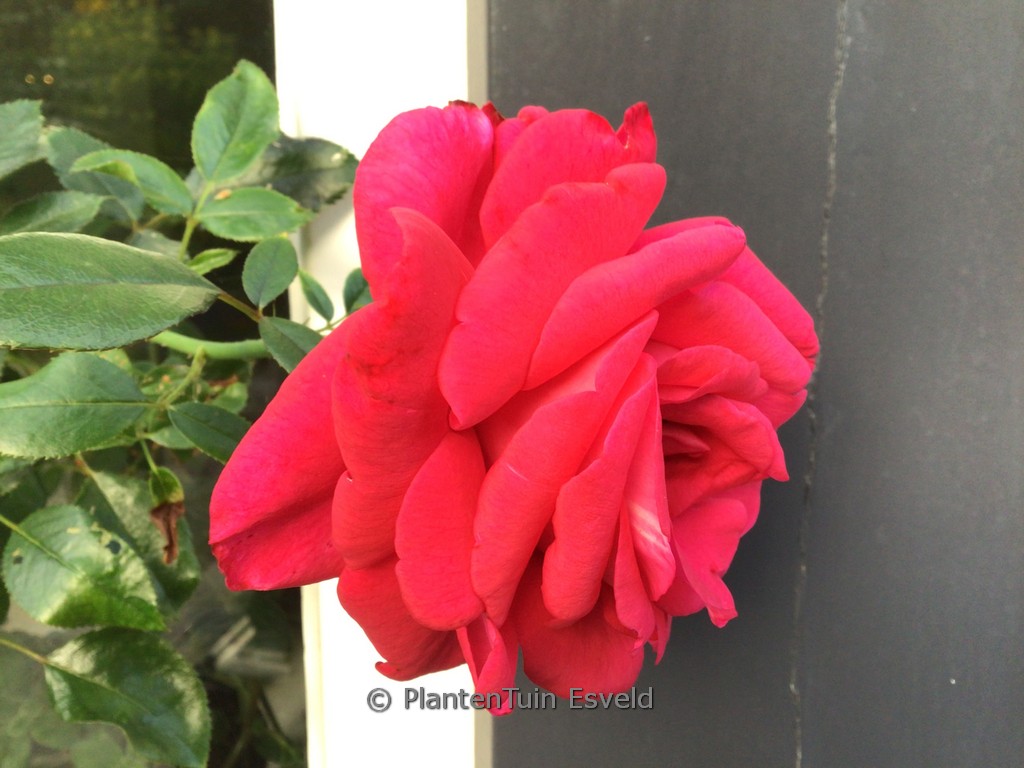 Rosa ‘Adabaring’ (CLIMBING RED FLAME)