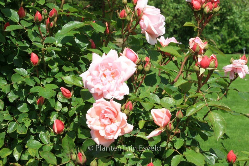 Rosa ‘Albertine’