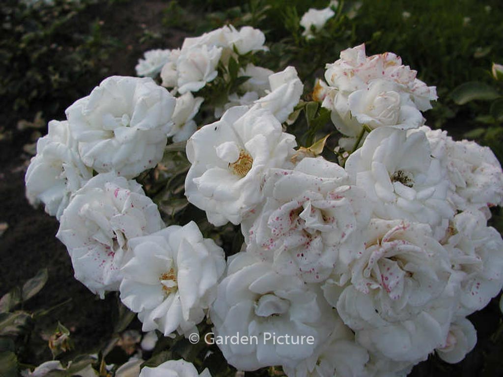 Rosa ‘Aspirin Rose’