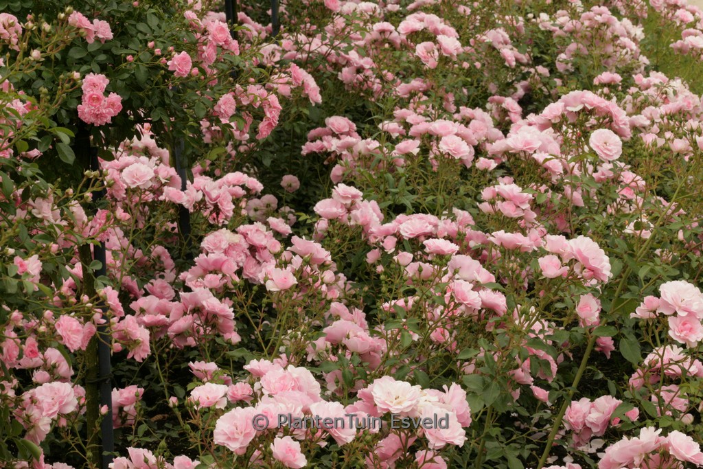 Rosa ‘Bonica ’82’