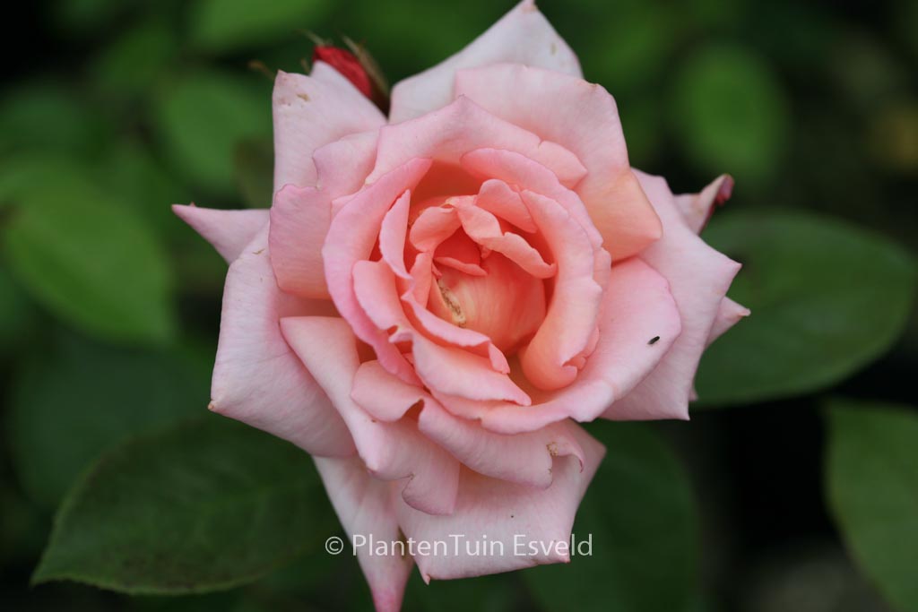 Rosa ‘Compassion’