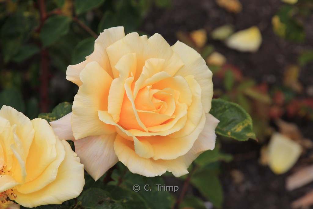 Rosa ‘Diamond Jubilee’