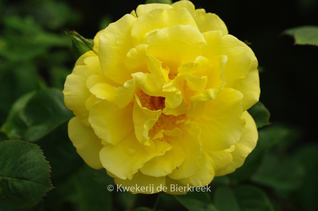 Rosa ‘Golden Gate’