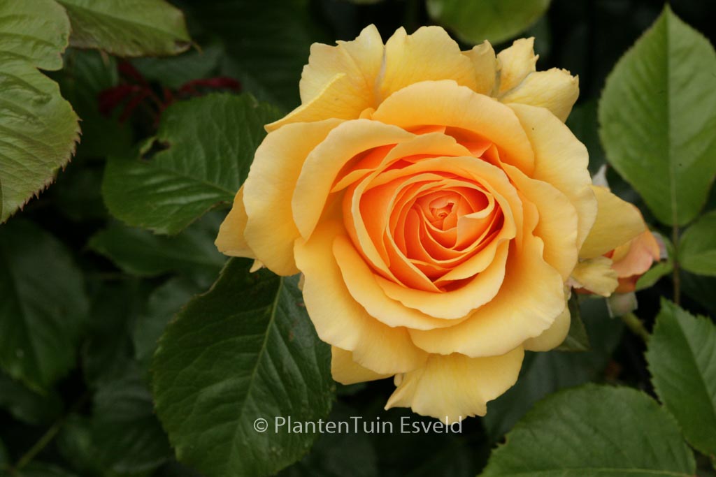 Rosa ‘Harroony’ (AMBER QUEEN)