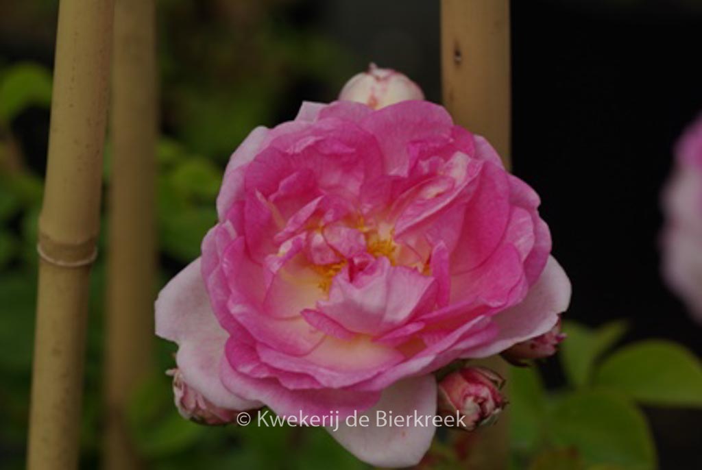 Rosa ‘Jasmina’