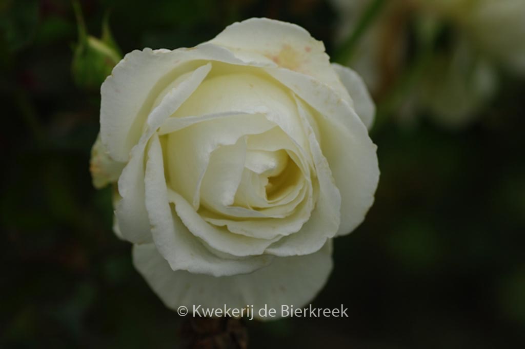 Rosa ‘Karin Blixen’