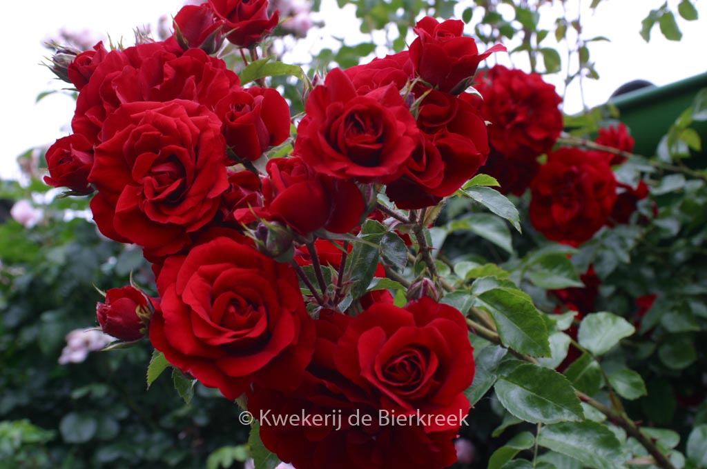 Rosa ‘Korlabriax’ (AMADEUS)