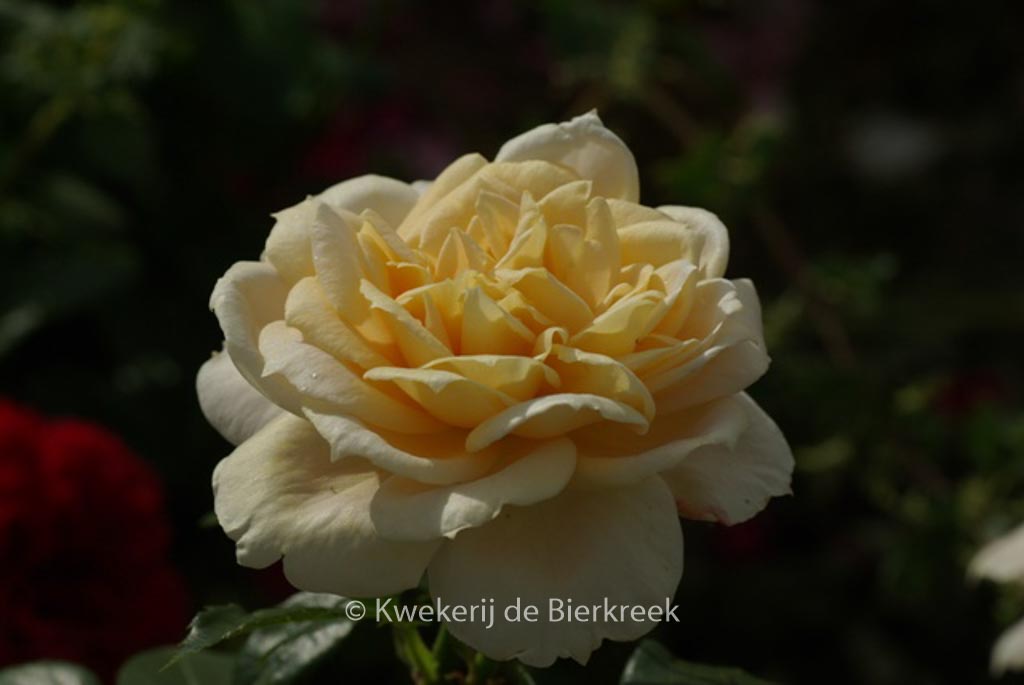 Rosa ‘Korvanaber’ (LION’S ROSE)