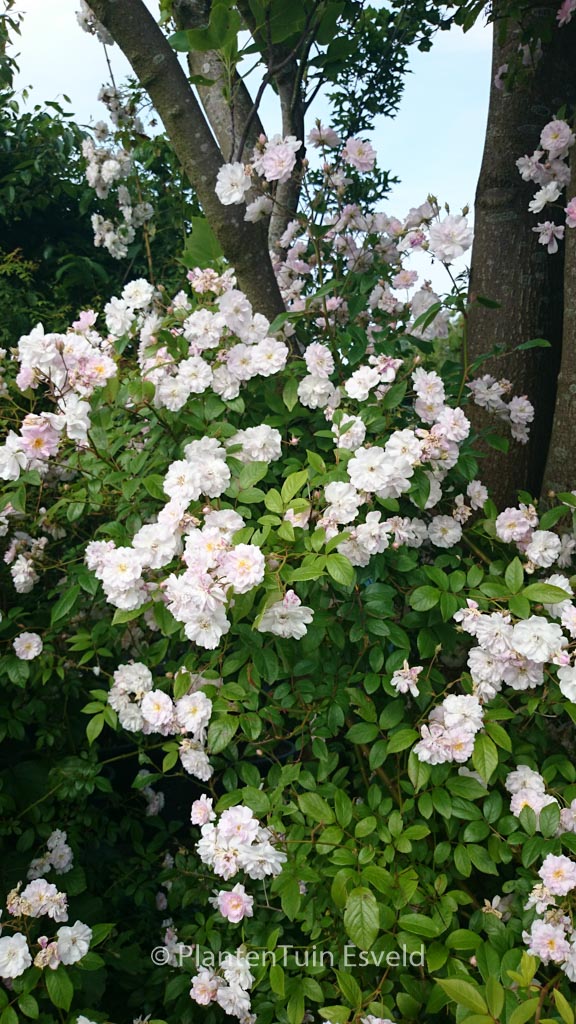 Rosa ‘Lenalbi’ (GUIRLANDE D’AMOUR)