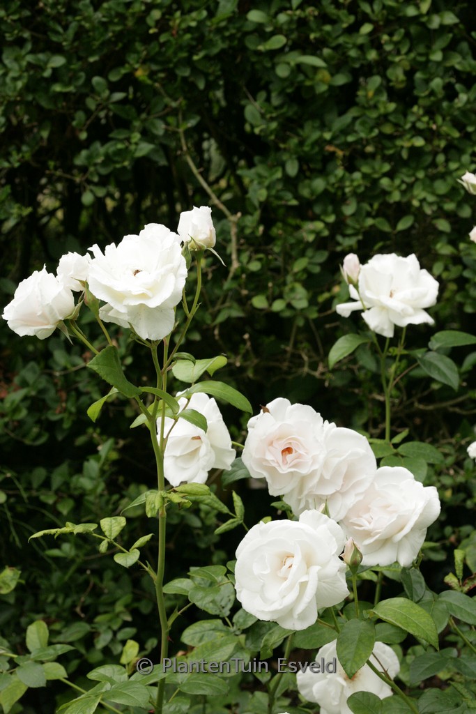 Rosa ‘Maria Mathilda’