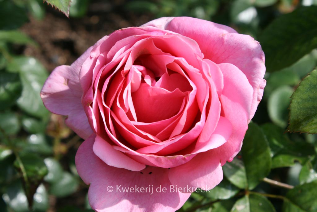 Rosa ‘Meiclusif’ (LINE RENAUD)