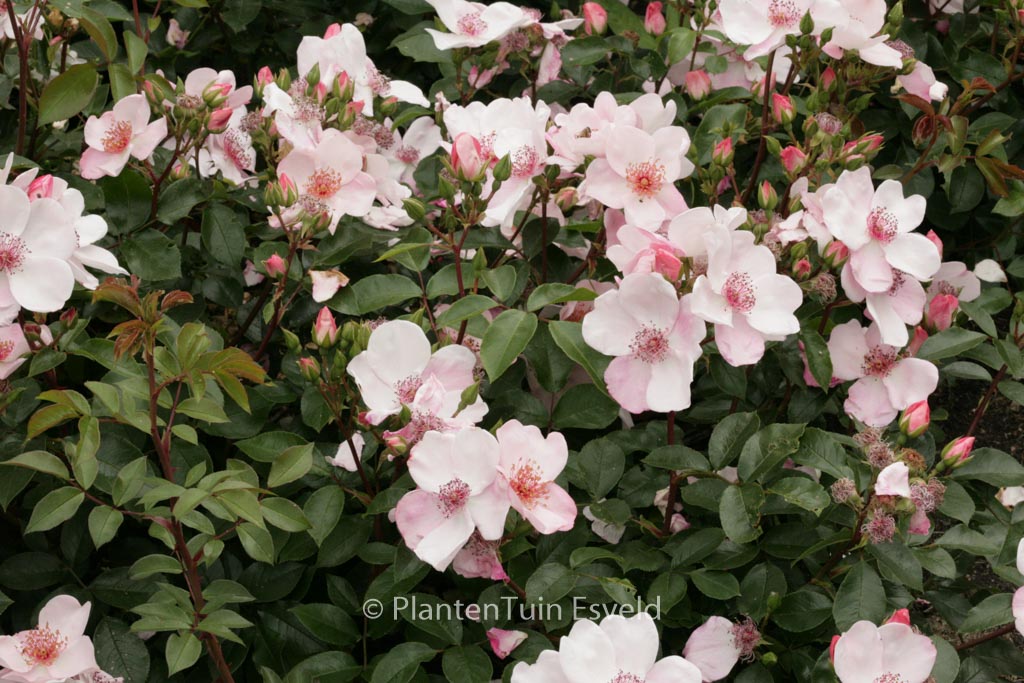 Rosa ‘Meiguimov’ (SWEET PRETTY)