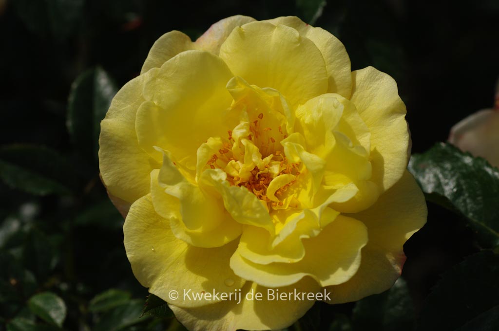 Rosa ‘Moonlight’ (Kordes)