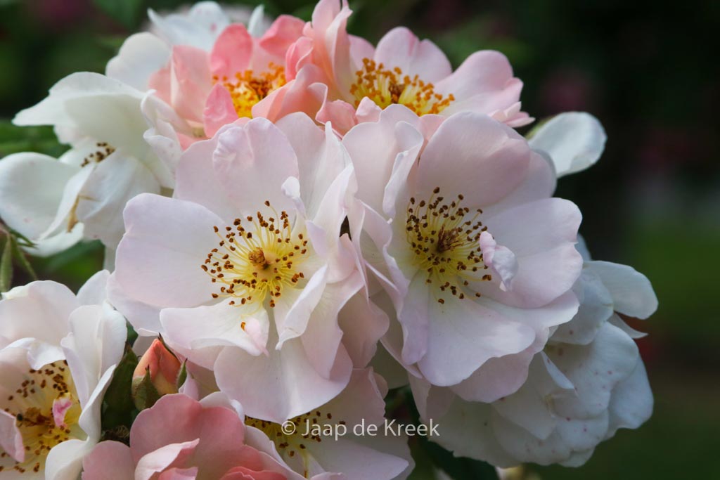 Rosa ‘Open Arms’