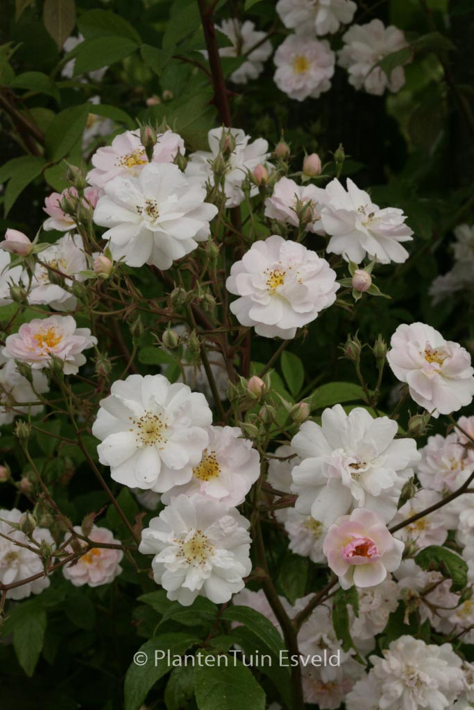Rosa ‘Paul’s Himalayan Musk’