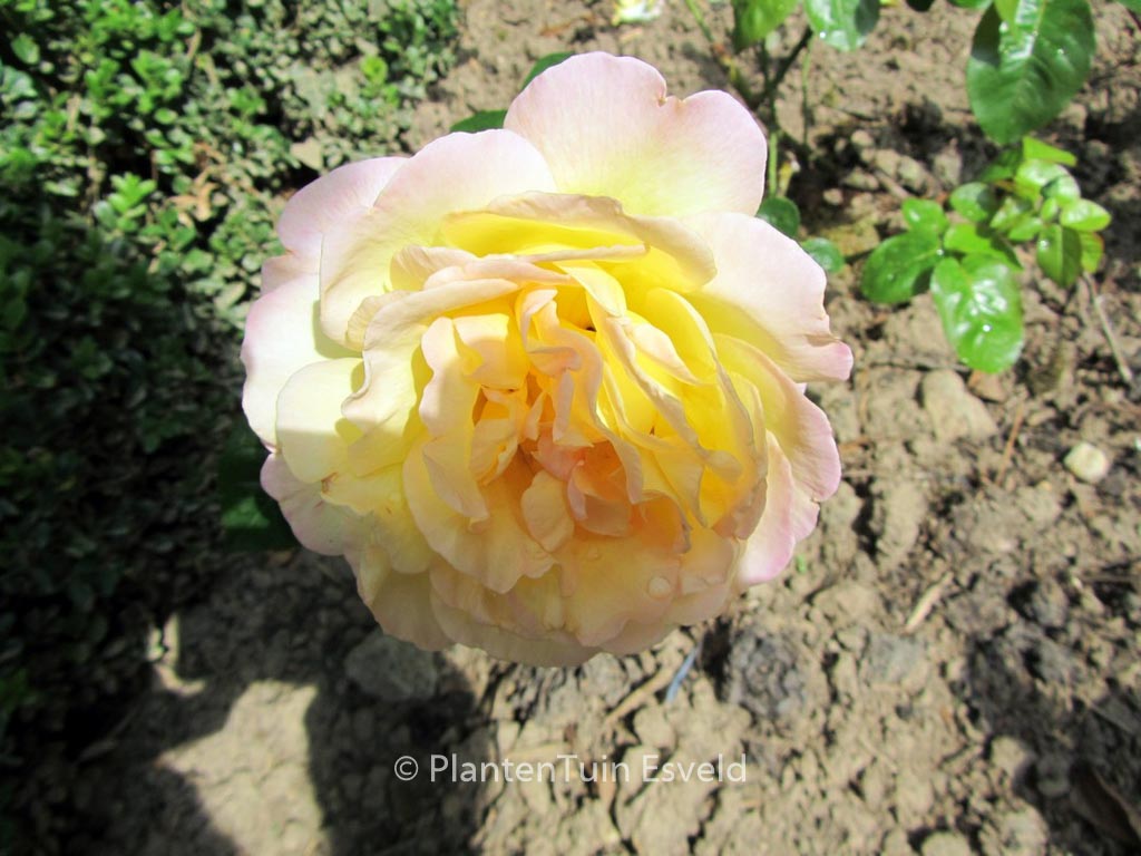 Rosa ‘Peace’