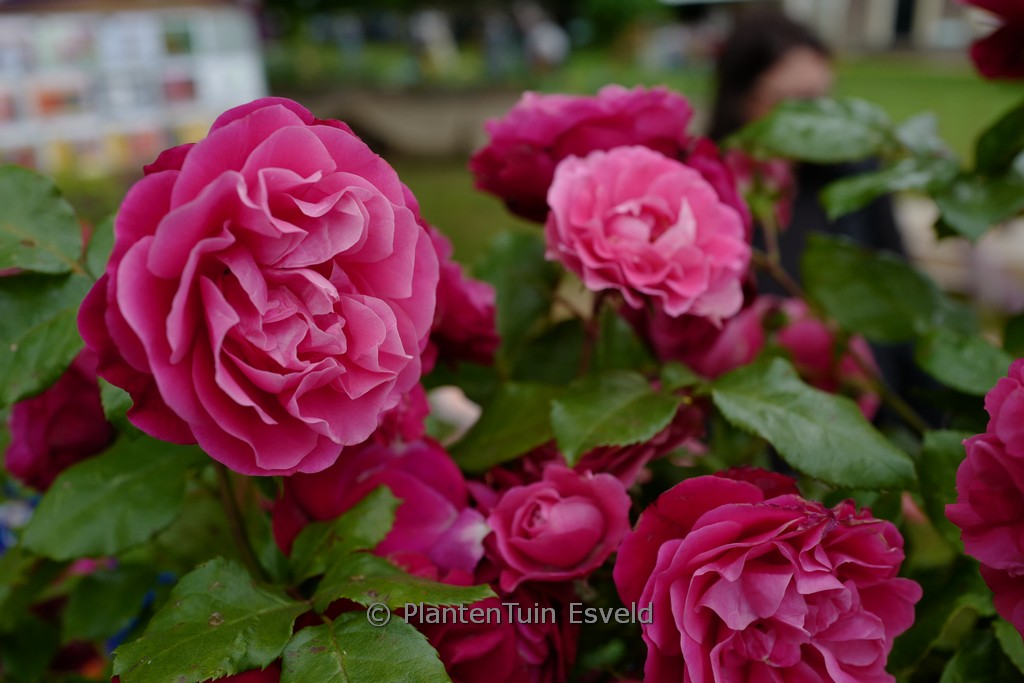 Rosa ‘Rouge Meilove’ (MONA LISA)