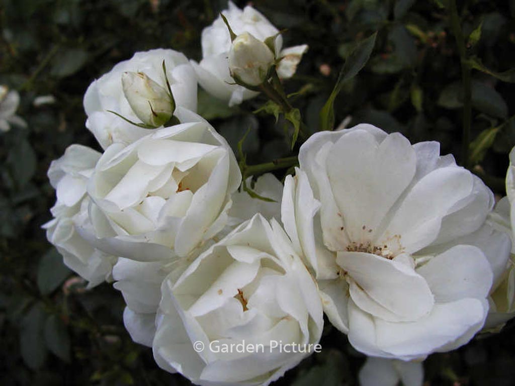 Rosa ‘Schneeflocke’