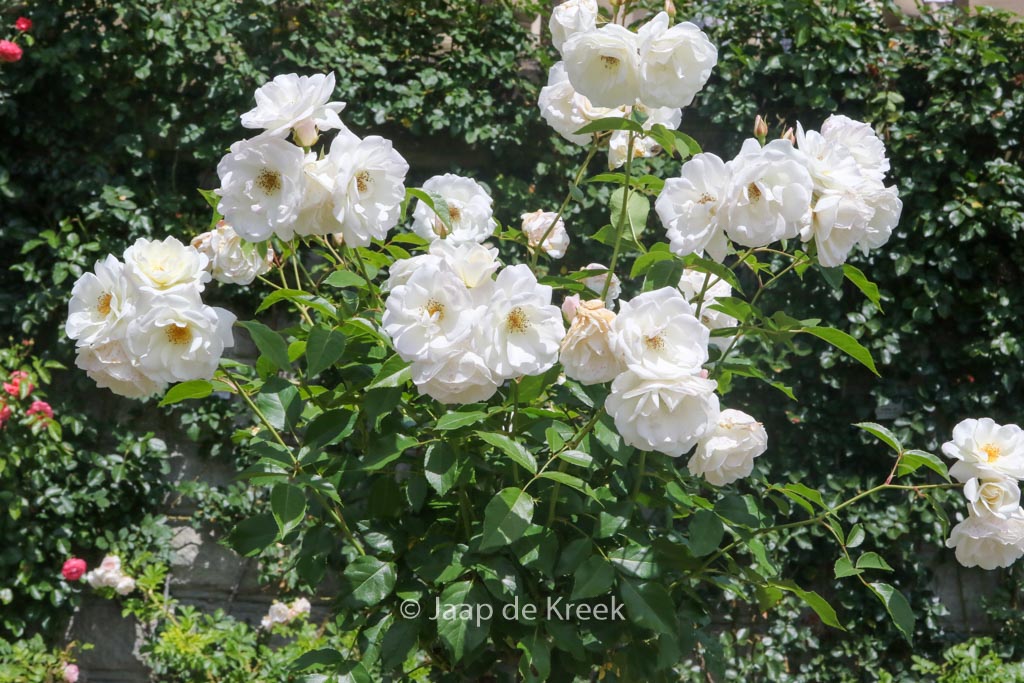 Rosa ‘Schneewittchen’ (KORBIN)