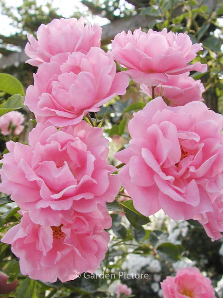 Rosa ‘Sommerwind’