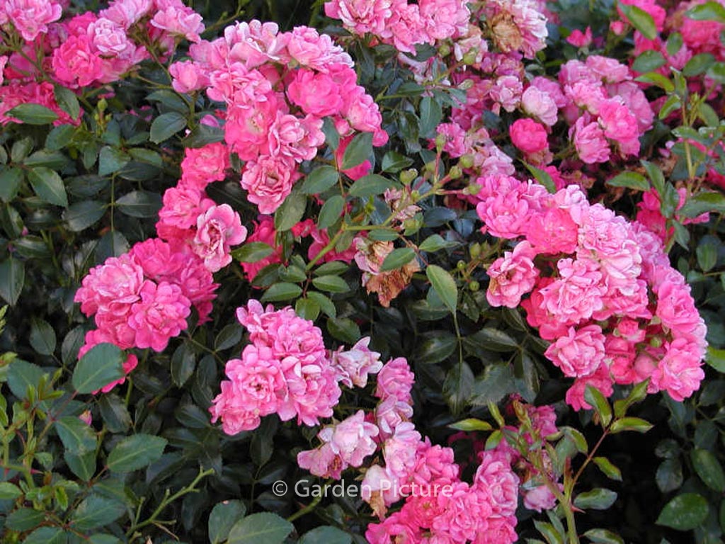 Rosa ‘Spevy’ (LOVELY FAIRY)