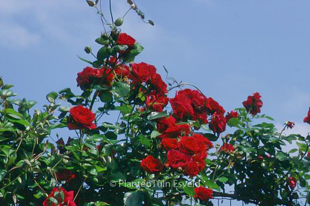 Rosa ‘Sympathie’