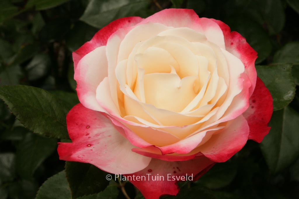 Rosa ‘Taneiglab’ (NOSTALGIE)