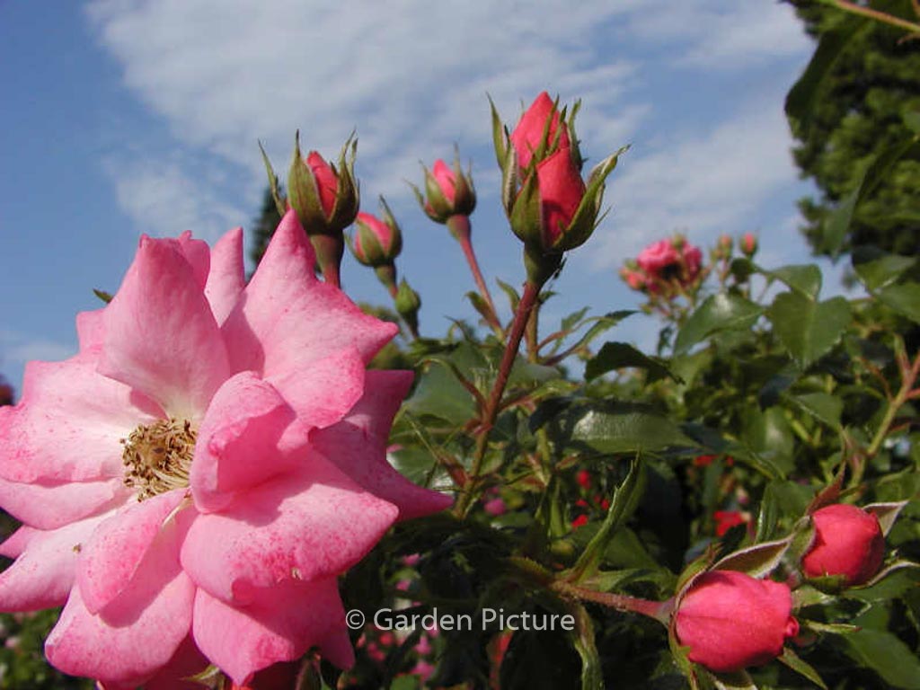 Rosa ‘Tanotax’ (MIRATO)