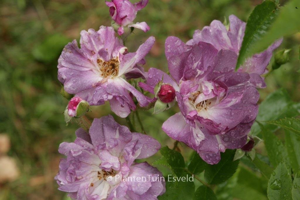 Rosa ‘Veilchenblau’