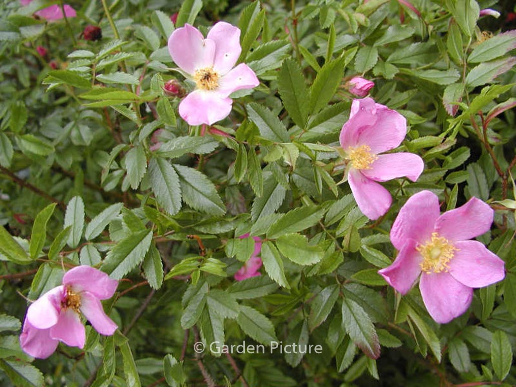 Rosa nitida