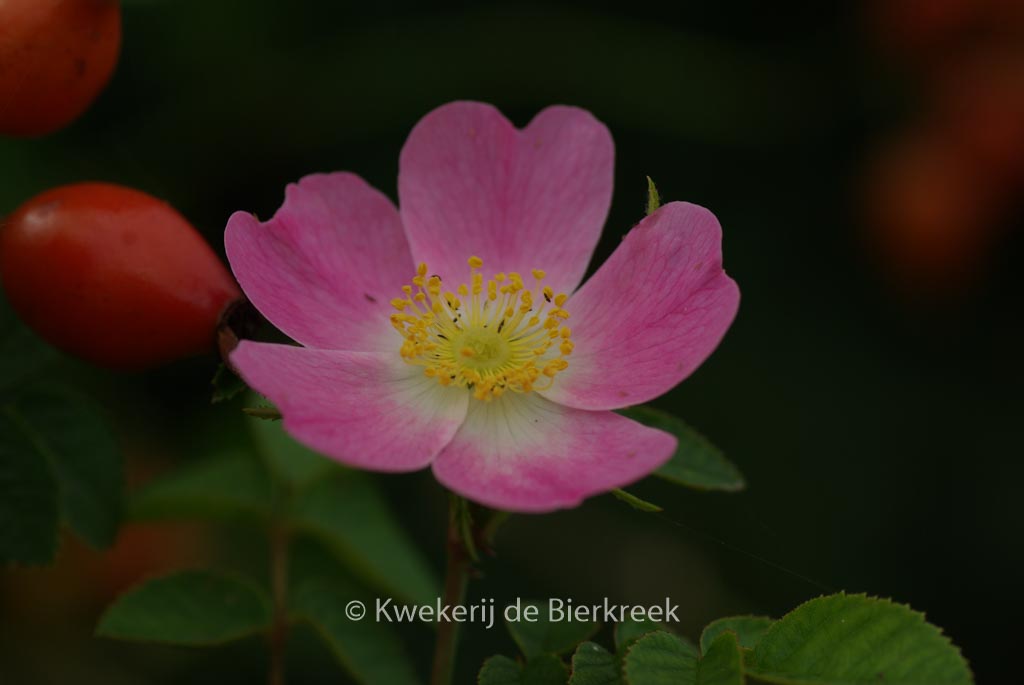 Rosa rubiginosa