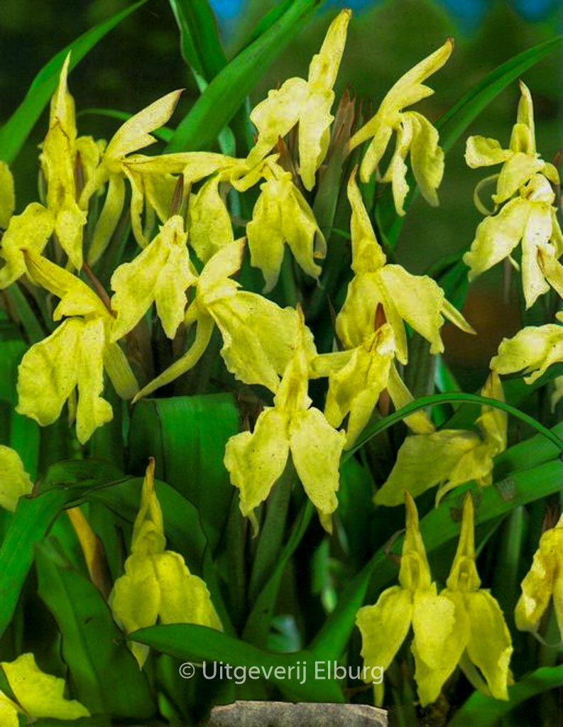 Roscoea ‘Beesiana’
